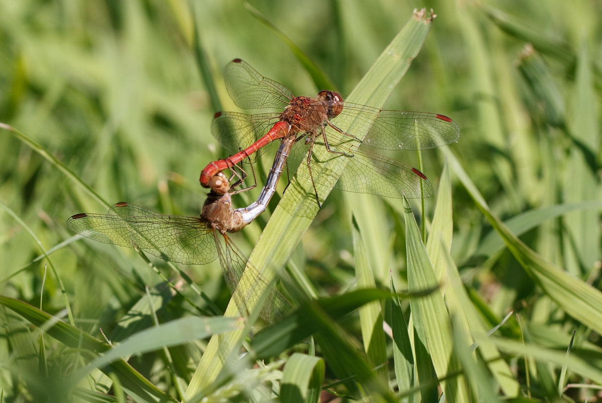 Sympetrum meridionale?